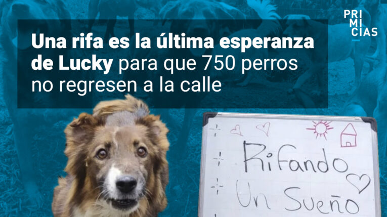 Fundación Lucky se aferra a las rifas para mantener a 750 perros
