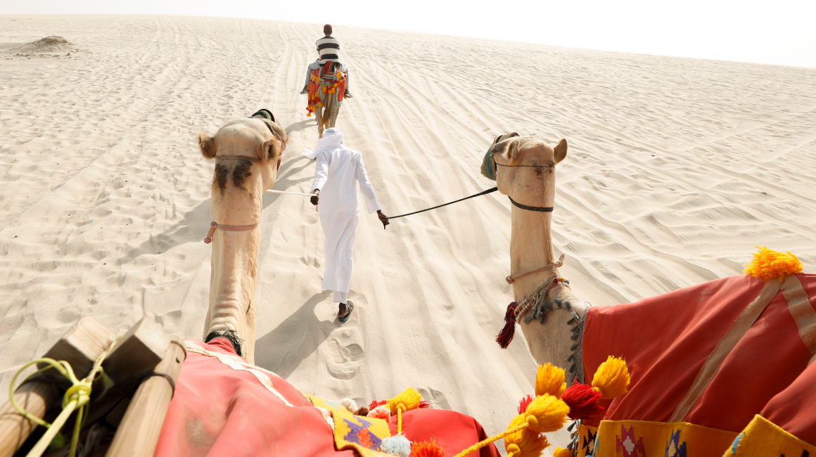Un camellero tira de varios camellos con turistas en el desierto de Qatar.