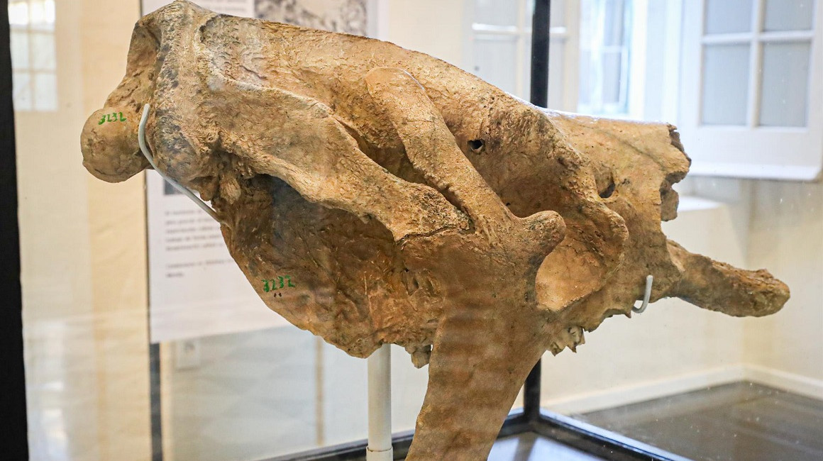 Cráneo completo del perezoso gigante, hallado en Uruguay. 