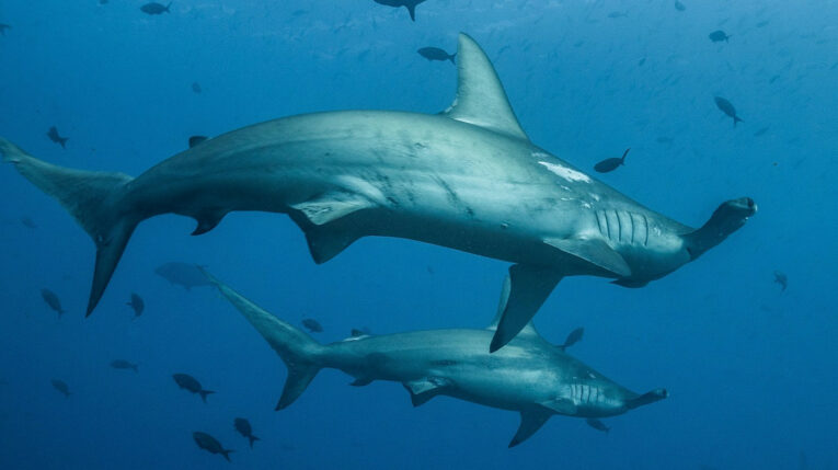 Dos tiburones con cabeza de martillo en las islas Galápagos. 