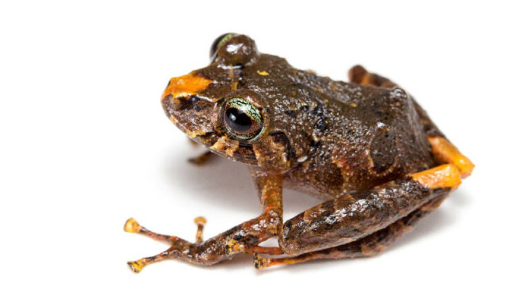 Una de las seis nuevas especies de ranas de lluvia, descubiertas en Ecuador. 