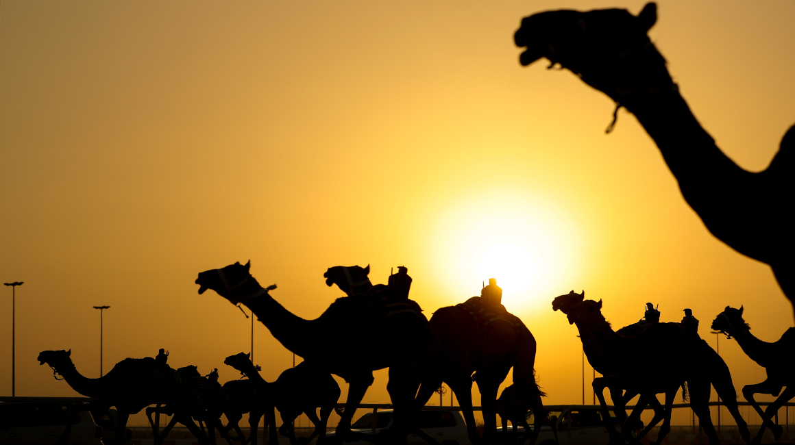 Decenas de camellos en el desierto de Doha (Qatar)