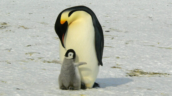 Pinguino emperador de la Antártida