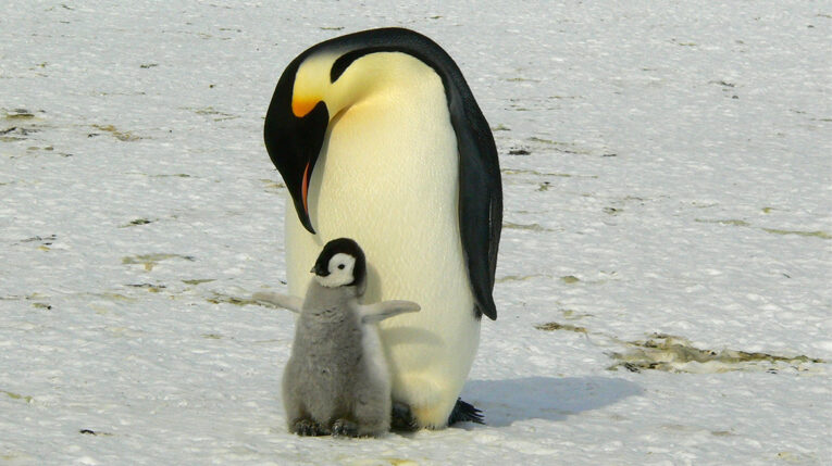 El pingüino emperador entra a la lista de especies amenazadas