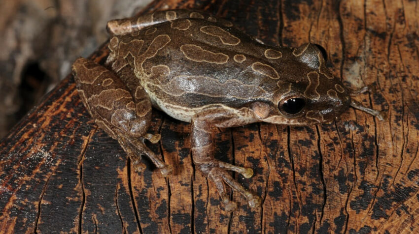 Imagen de la rana de árbol, Scinax quinquefasciatus, considerada una plaga en Galápagos. 
