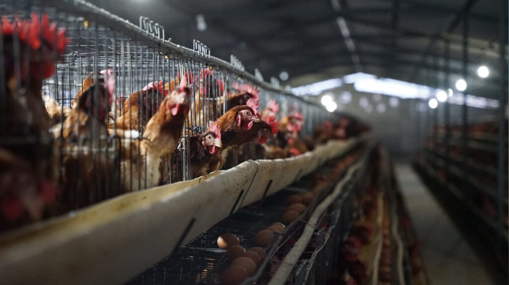 Ecuador activa cerco epidemiológico tras caso de influenza aviar