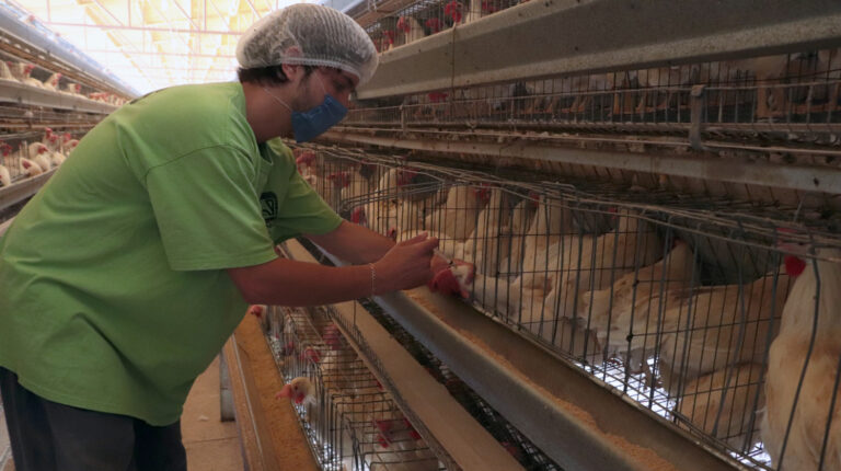 180.000 aves serán sacrificadas tras caso de influenza aviar