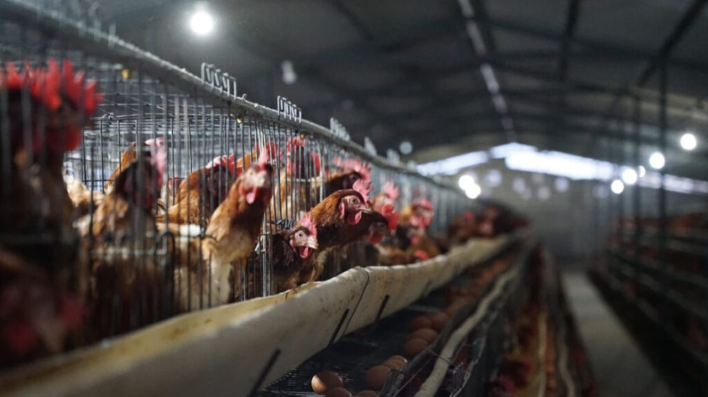 Ecuador confirma primer caso de gripe aviar en humanos