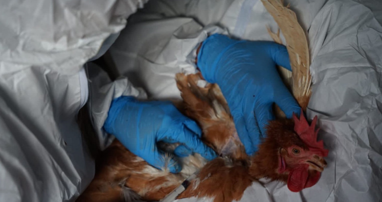 Primer contagio de gripe aviar fue alertado por diagnóstico médico