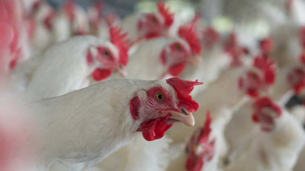 Influenza aviar no afecta a seres humanos, ratifica el Inspi
