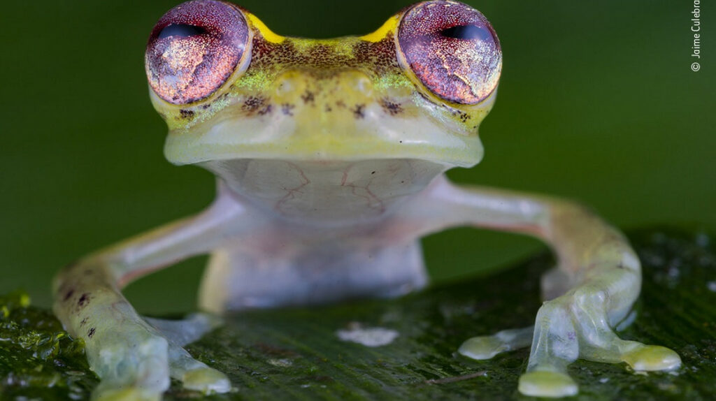 Científicos descubren el acto de ‘magia’ de las ranas de cristal