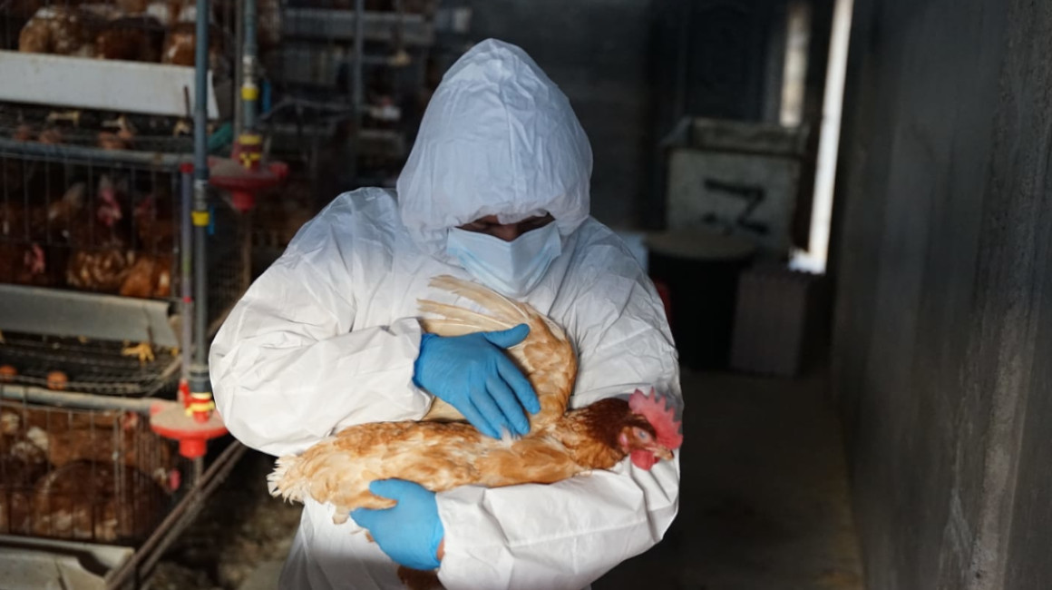 Una persona realiza un control epidemiológico de influenza aviar en una granja en Cotopaxi, el 27 de noviembre de 2022.