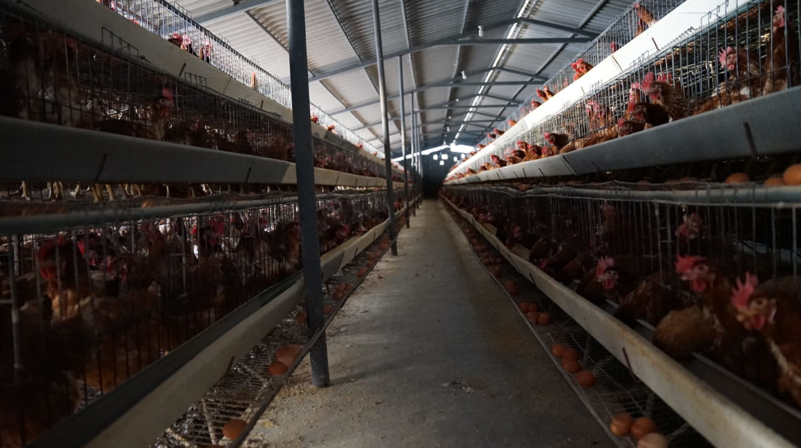 Granja avícola en Cotopaxi, el 27 de noviembre de 2022.