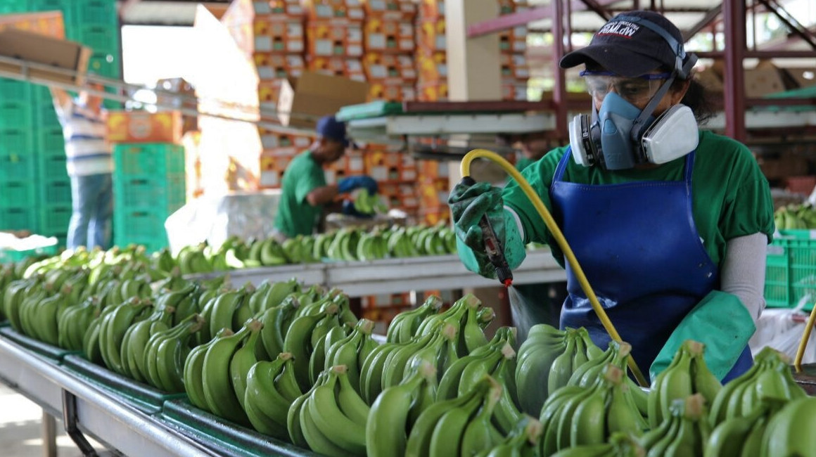 Imagen referencial de una finca desde donde se exporta banano, en El Oro, el 9 de mayo de 2022.