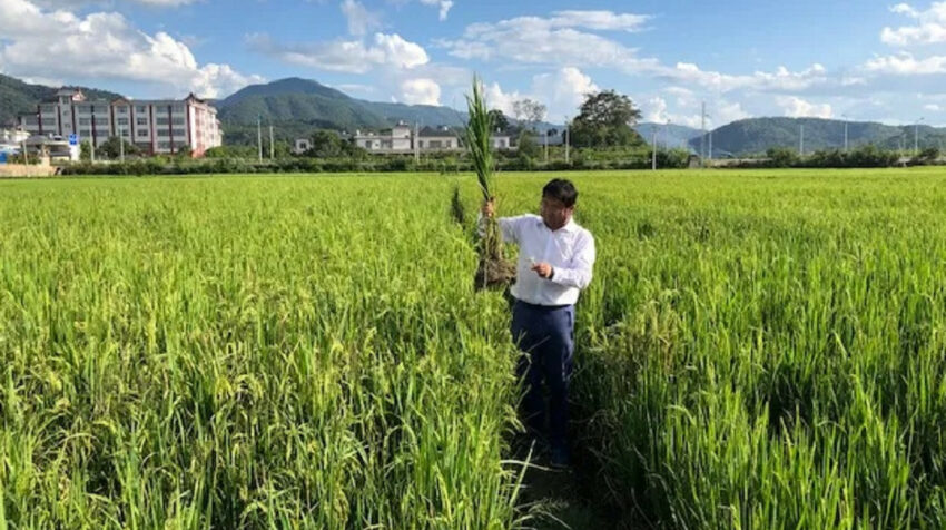 Investigadores de la Universidad de Yunnan (China) desarrollaron el arroz perenne. 