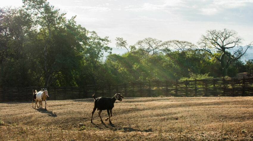 Cabras en un área del país destinada al pastoreo. 