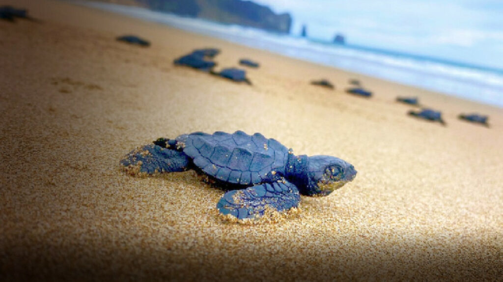 Nacimiento de tortugas marinas aumenta 30% en playa de Manabí