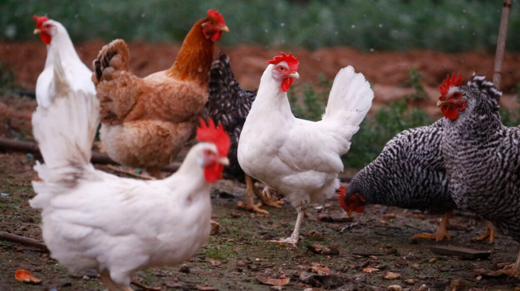 Lo que debe saber sobre la gripe aviar y cómo evitar el contagio