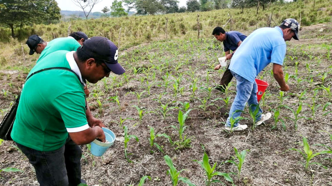 Imagen referencial de agricultores que usan fertilizantes en cultivos de la provincia de Manabí, en septiembre de 2022.