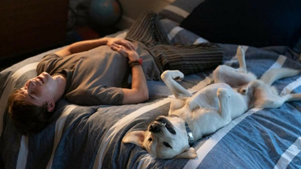 ‘Perro perdido’, el drama canino que sube en la cartelera de Netflix