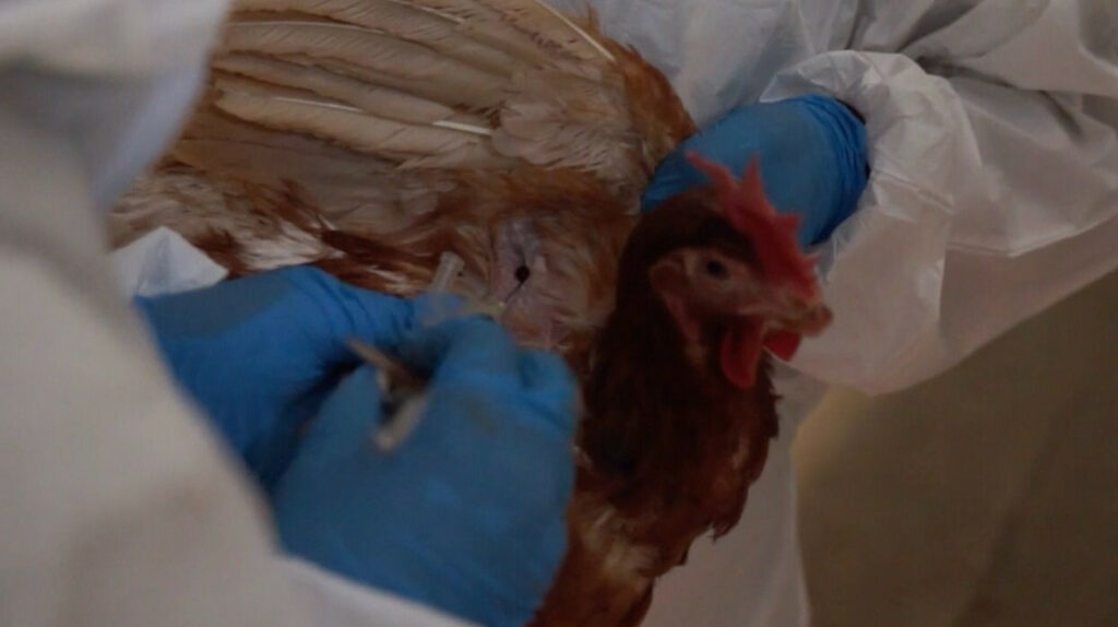 Ecuador se alista para vacunar a aves y contrarrestar influenza aviar
