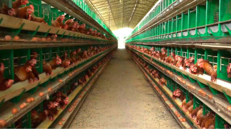 Galpón de gallinas de una de las granjas afectadas por la gripe aviar en Ecuador, enero de 2023