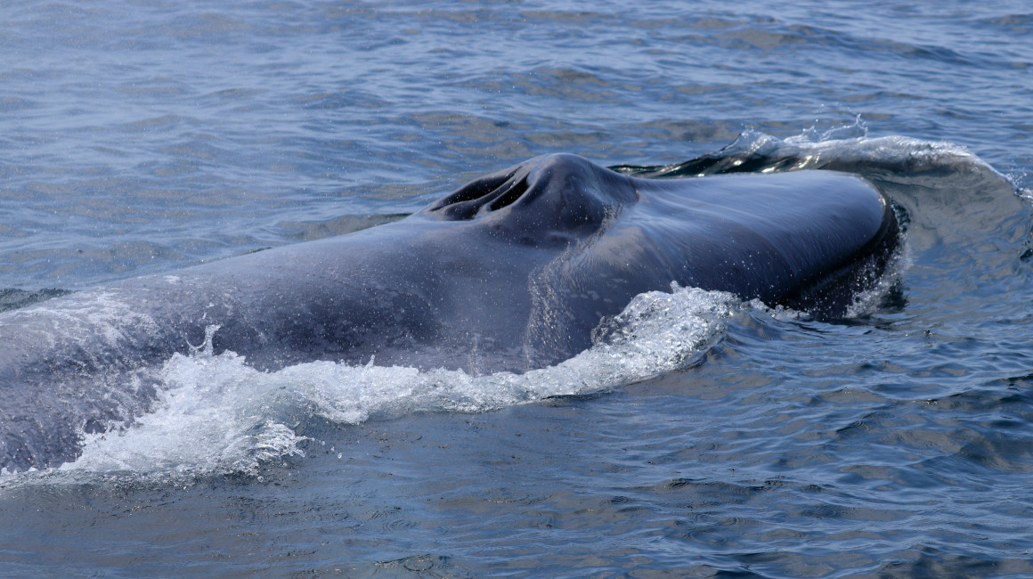 La primera ballena azul que se ve en la a 40 kilómetros de la costa ecuatoriana. Manabí, 22 de enero de 2023.