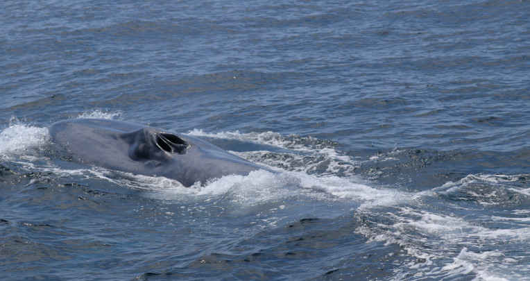 Avistamiento de una ballena azul cerca de la Isla de la Plata. Manabí, 22 de enero de 2023.