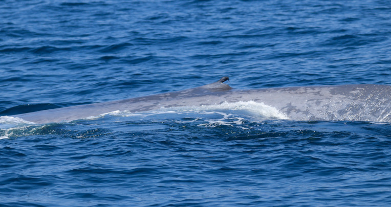 Aleta dorsal de una ballena azul que es la huella de identificación de las ballenas azules. Manabí, 22 de enero de 2023.