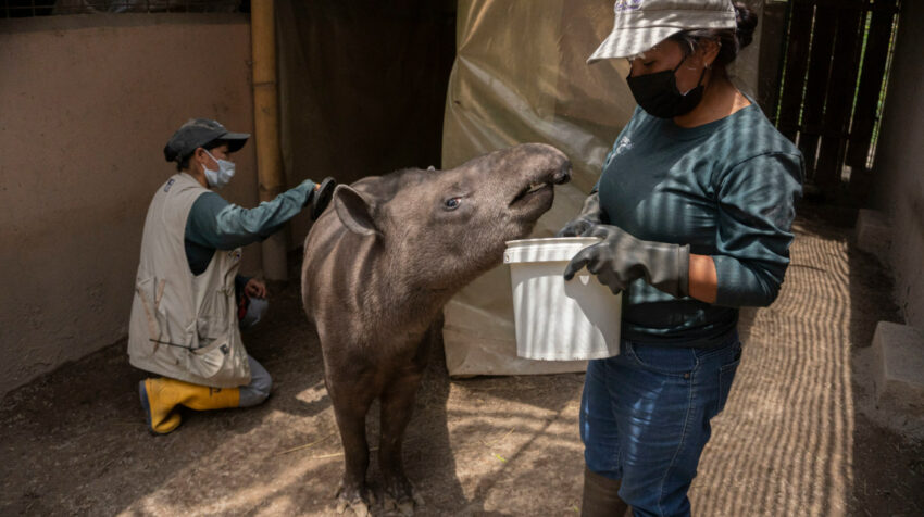 Rafaela, la tapir, recibe cuidados en uno de los recintos del Zoológico de Quito. 