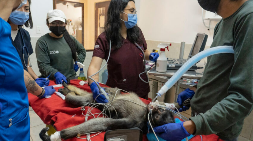 El mono Supay, durante un chequeo médico en la clínica del zoo. 