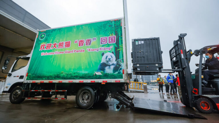 Osa panda nacida en Japón regresa a China para ‘buscar novio’