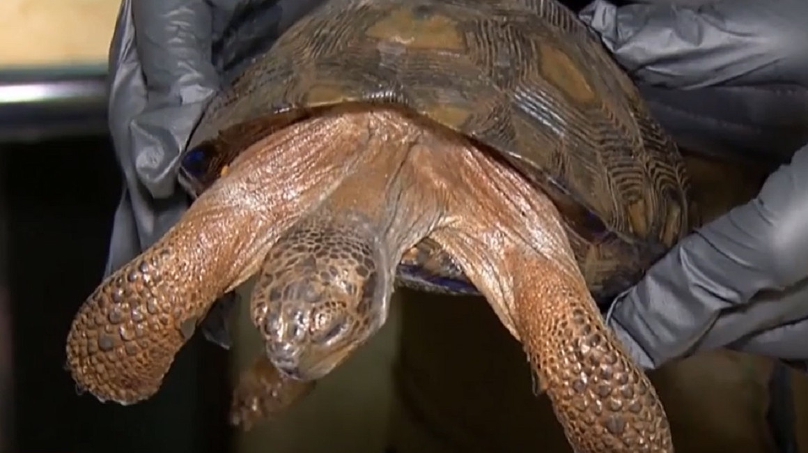 Decomisan 16 tortugas Galápagos y 55 caballitos de mar en Guayaquil