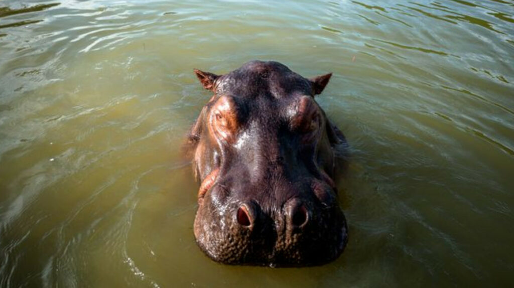 Ecuador podría recibir dos hipopótamos de la hacienda de Pablo Escobar