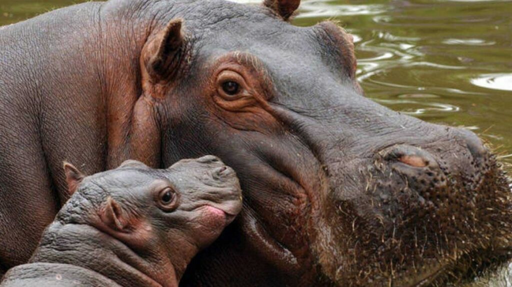 Los hipopótamos de Pablo Escobar, rechazados por Ecuador