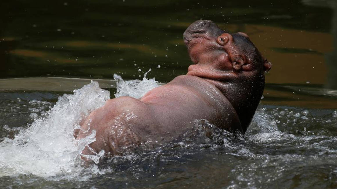 hipopotamos zoologico mexico