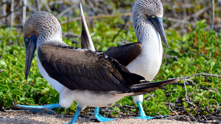 Cinco especies que hacen únicas a las islas Galápagos