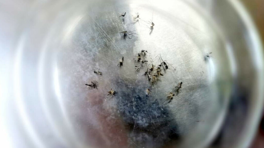 Farmacéutica prueba con éxito la primera píldora contra el dengue