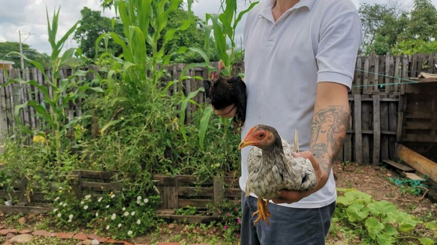 En la Fundación Dios Tiene el Control en Chongón hombres con problemas de consumo de droga crían aves y siembran tomates y maíz. Uno de las personas en rehabilitación sostiene dos gallinas este 17 de marzo del 2023. 