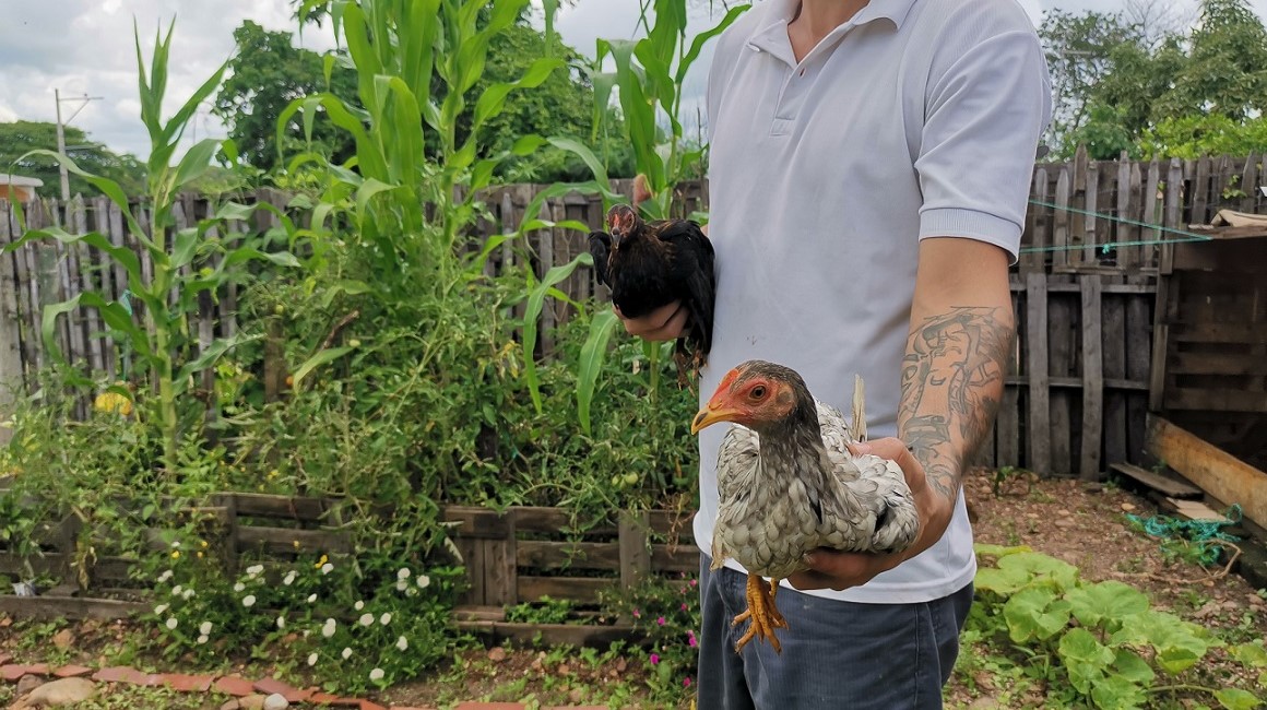 En la Fundación Dios Tiene el Control en Chongón hombres con problemas de consumo de droga crían aves y siembran tomates y maíz. Uno de las personas en rehabilitación sostiene dos gallinas este 17 de marzo del 2023. 