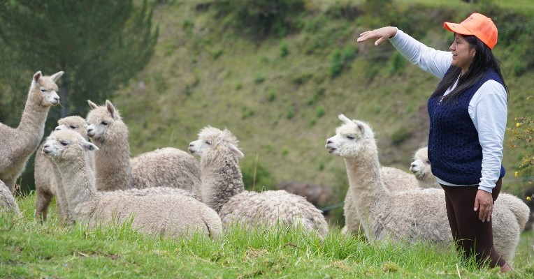 Existen rebaños de alpacas en la frontera de Ecuador y Colombia.