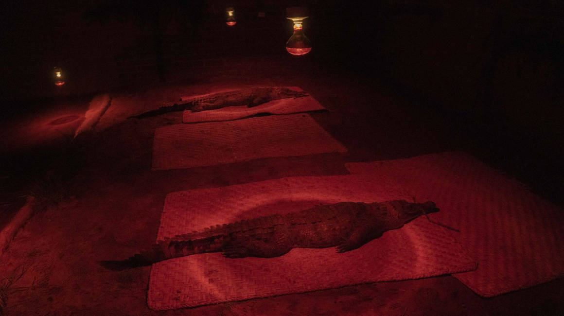 Hábitat nocturno para los dos cocodrilos de la Costa que forman parte de la población que se refugia en el QuitoZoo. 21 de marzo de 2023