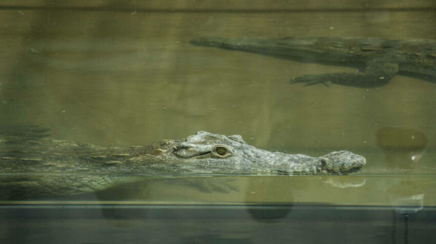 Dos cocodrilos ahora forman parte del Zoológico de Quito