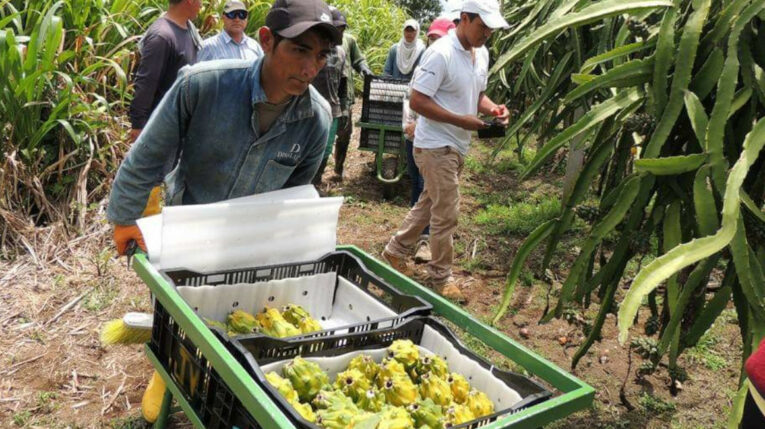 Productores de Pitahaya Amazónica de Palora, de la marca Jungle Fruit, en el sector de Arapicos.