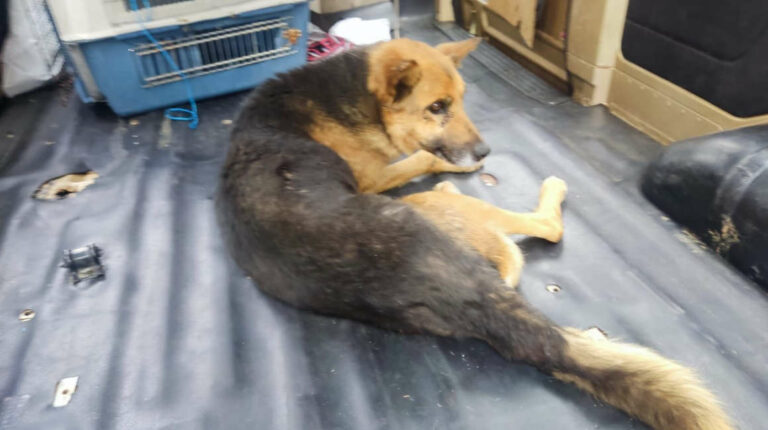 Hombre que atropelló a un perro en Quito fue sancionado