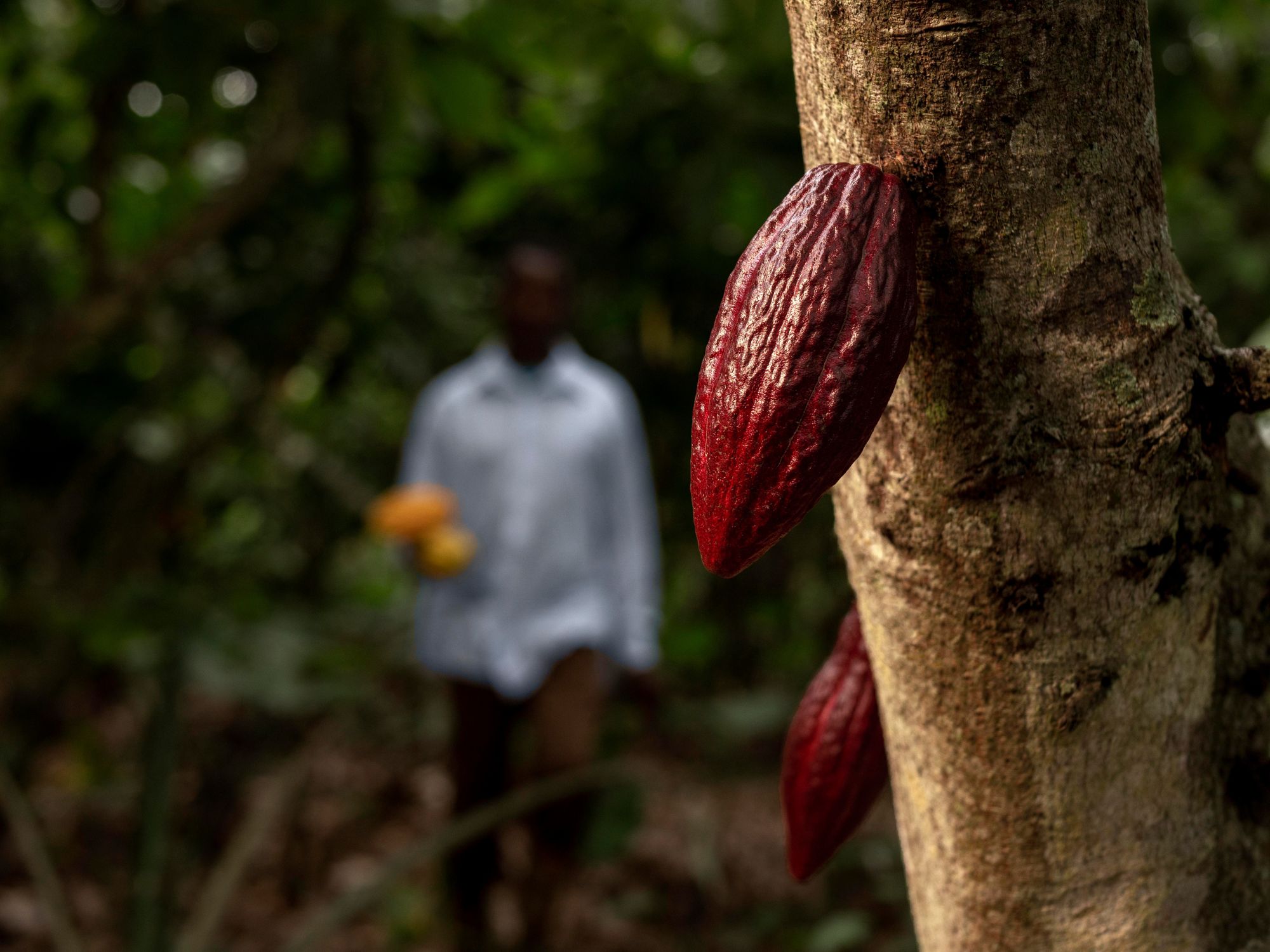 Plantación de cacao