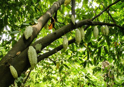 Características diferenciadoras del cacao ecuatoriano