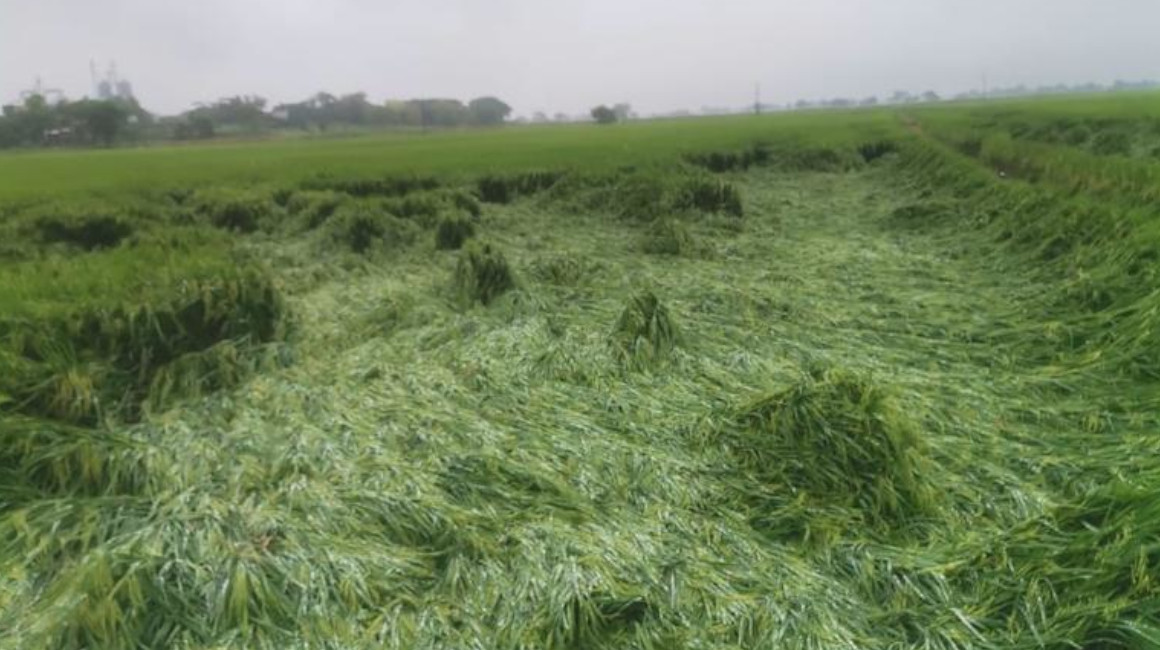 Cultivos de arroz dañados por las lluvias en el cantón Palestina, provincia de Guayas, marzo de 2023.