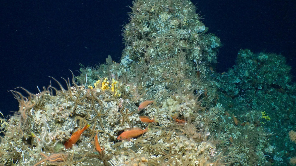 Asombro mundial por el hallazgo de un antiguo arrecife de coral en Galápagos