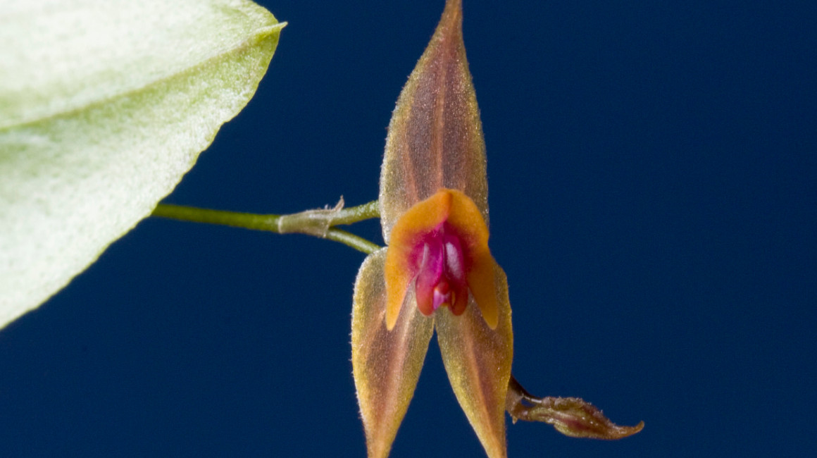 Orquídea  Lepanthes Desmondleeana descubierta en Ecuador.